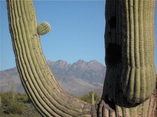 Foto Paisagem cacto
 plantar saguaro
