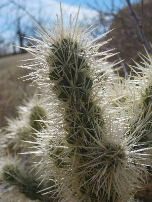 Foto Paisagem árvore natureza floresta