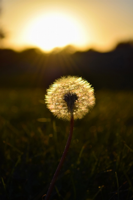 Nature grass plant sky