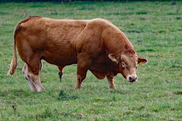 Grass field farm meadow Photo