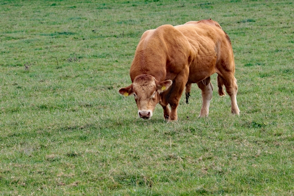 Grass field farm meadow Photo