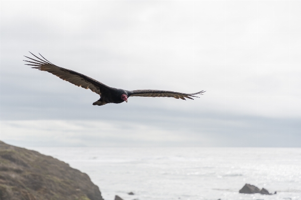 Bird wing seabird flying Photo