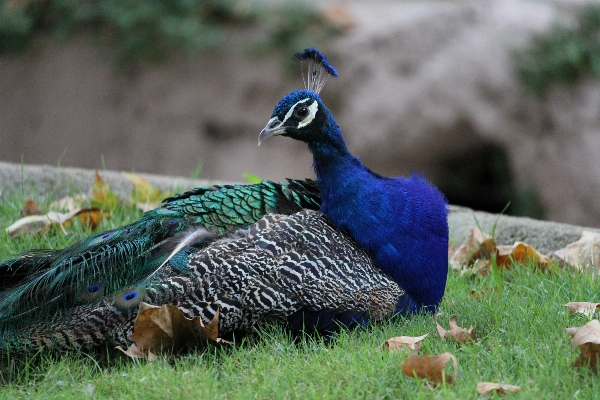 Photo Région sauvage
 oiseau prairie
 animal