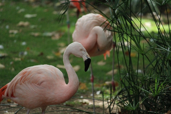 Water bird lake animal Photo