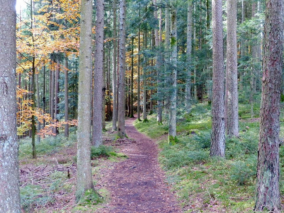 Paisaje árbol bosque camino