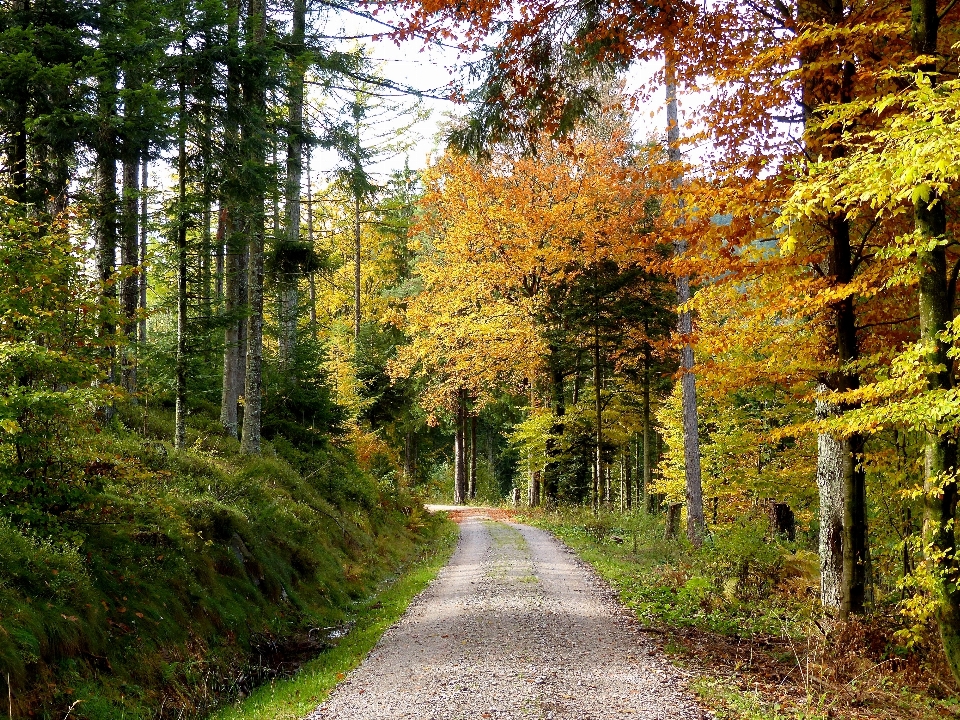 Paisaje árbol naturaleza bosque