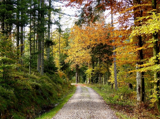 Landscape tree nature forest Photo