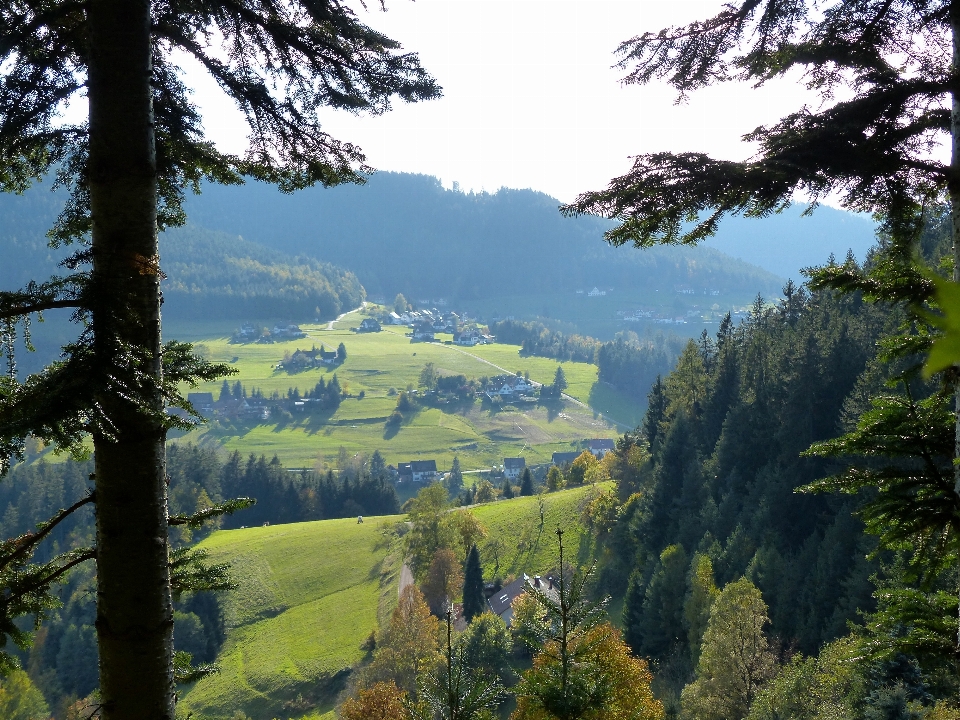 Paysage arbre nature forêt