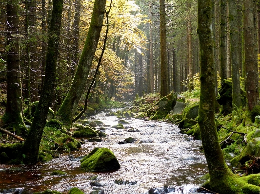 Landscape tree nature forest Photo