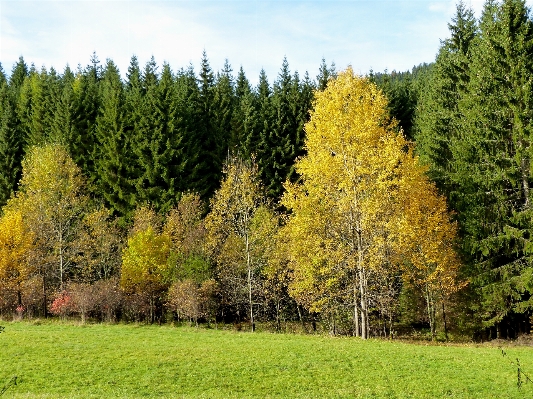 Landscape tree forest plant Photo