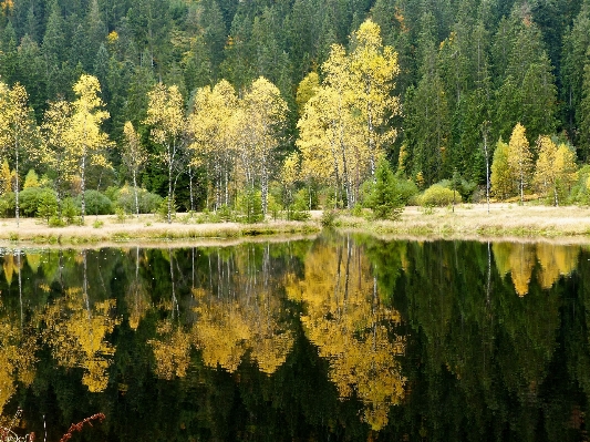 Landscape tree nature forest Photo