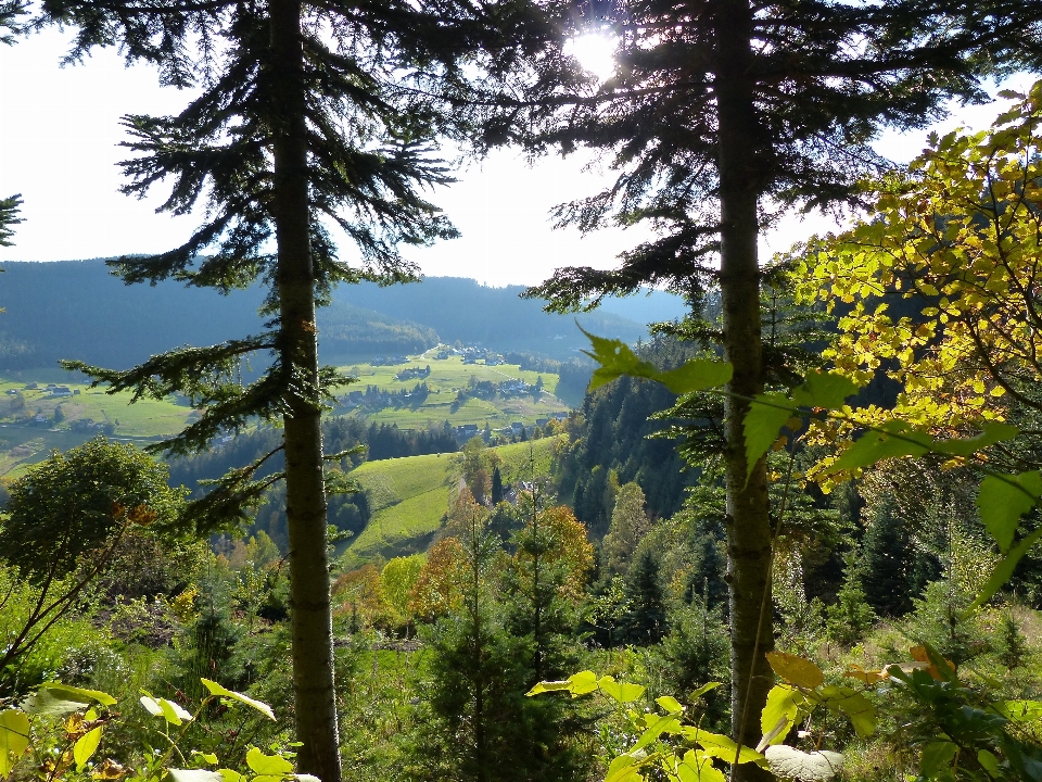 Paisagem árvore floresta região selvagem
