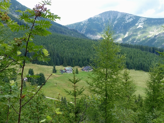 Tree forest wilderness mountain Photo