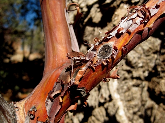 Tree nature branch plant Photo