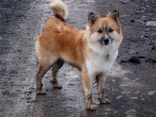 Dog mammal iceland vertebrate Photo