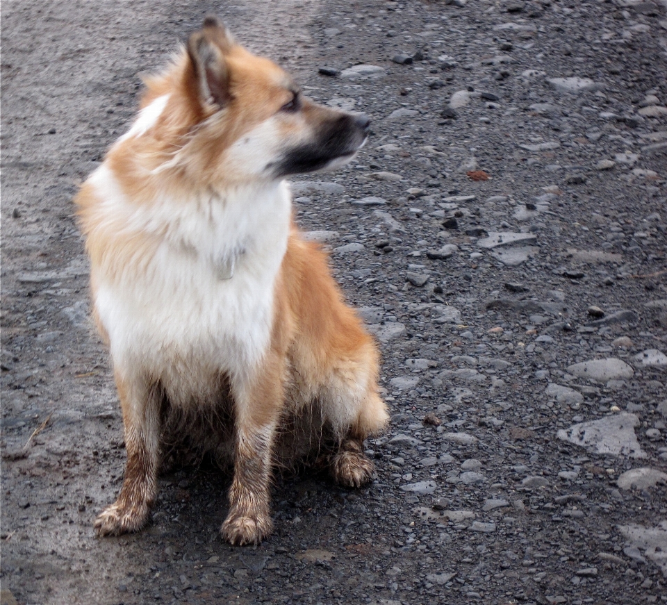 Hund säugetier island wirbeltier
