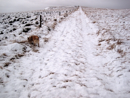 雪 冬 霜 犬 写真