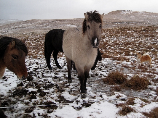 Foto Nevicare inverno animali selvatici gregge