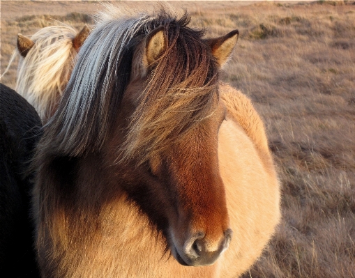 Photo Chèvre corne cheval mammifère