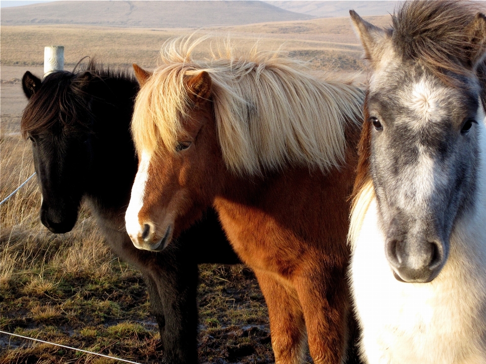 Herd pasture horse mammal