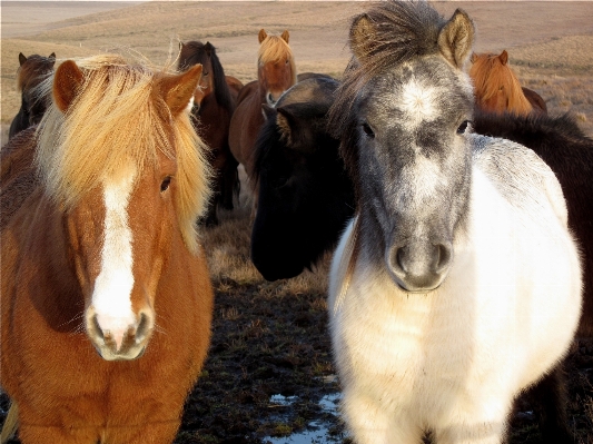 Pasture horse mammal stallion Photo