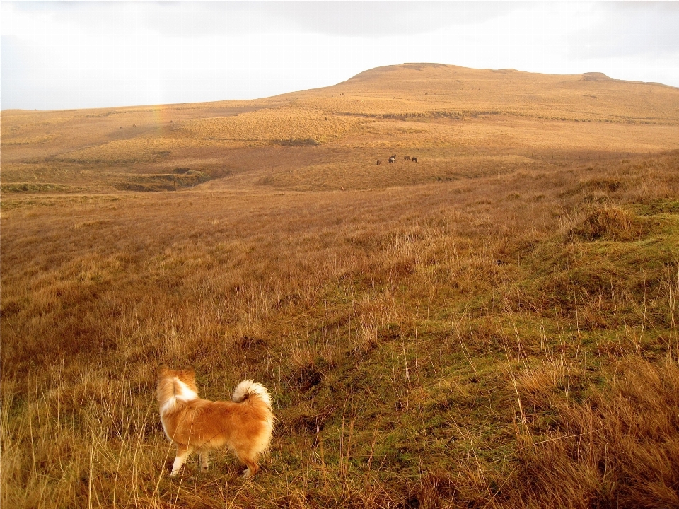 Landschaft gras wildnis
 berg