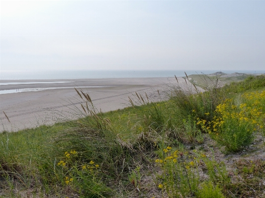 Beach sea coast grass Photo