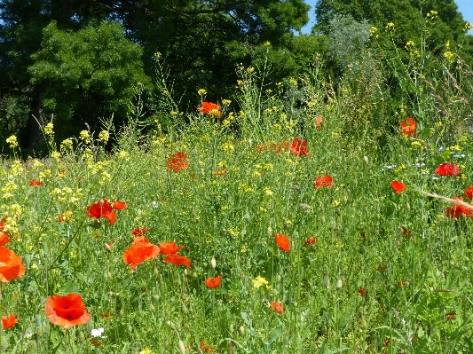 Grass plant field lawn Photo