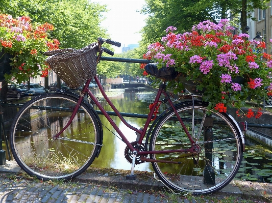 Wheel flower bicycle bike Photo