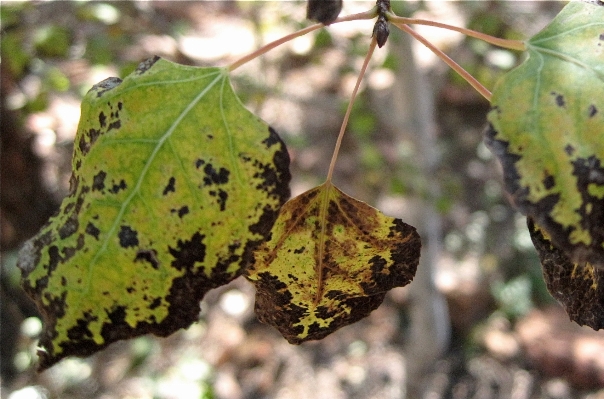 Tree nature branch plant Photo