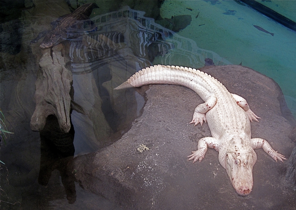 動物園 美術館 爬虫類 fauna