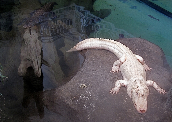 Foto Zoo museo rettile fauna