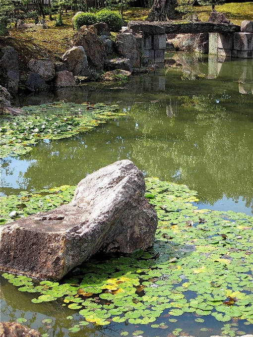 árvore água natureza rock