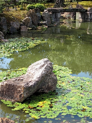 Foto árvore água natureza rock