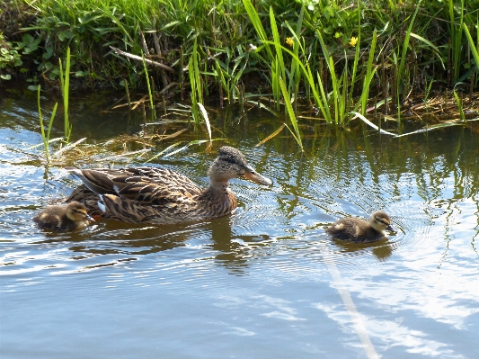 Water bird canal pond Photo