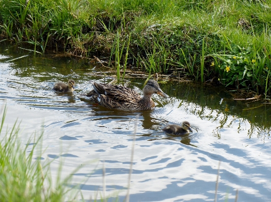 Water swamp canal pond Photo