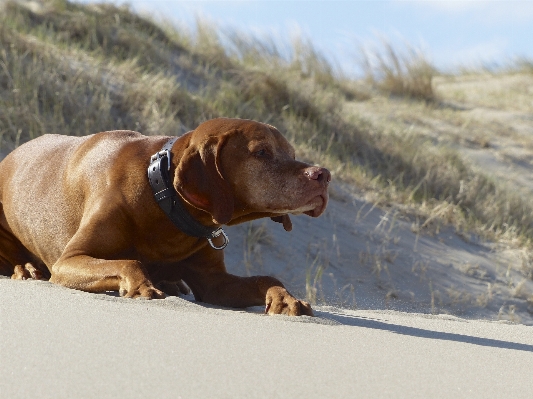 Beach dog mammal holland Photo