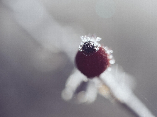 Hand nature blossom plant Photo