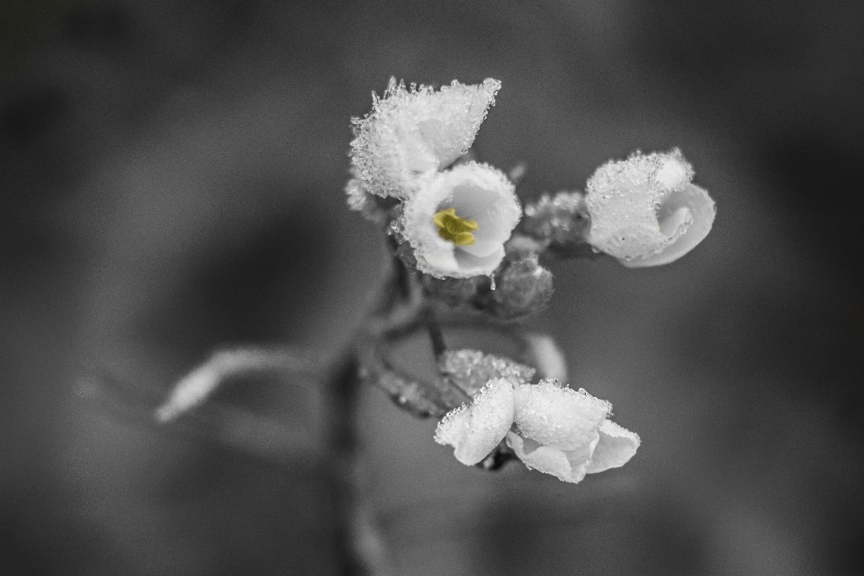 Nature branch blossom snow