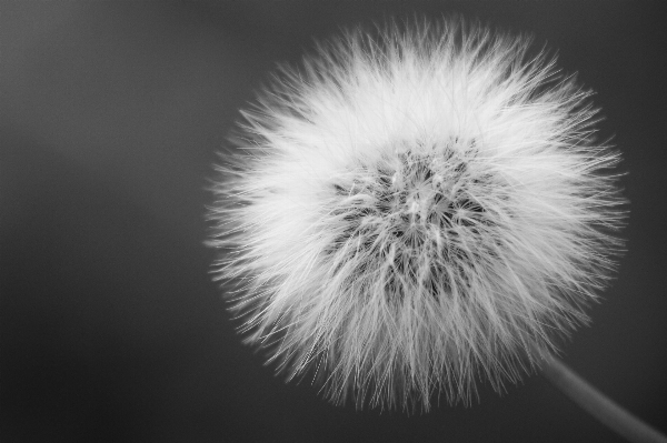 花 黒と白
 植物 白 写真