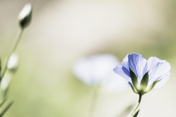 Blossom bokeh plant photography Photo