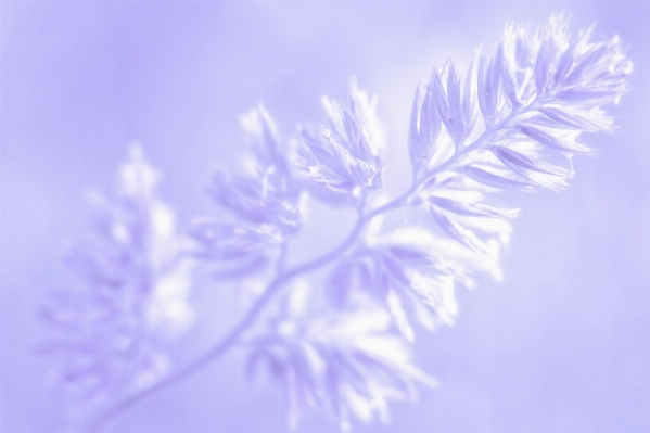 Branch blossom light cloud Photo