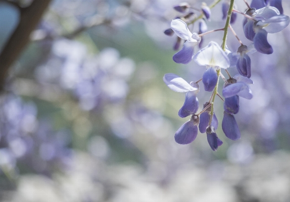 Nature branch blossom light Photo