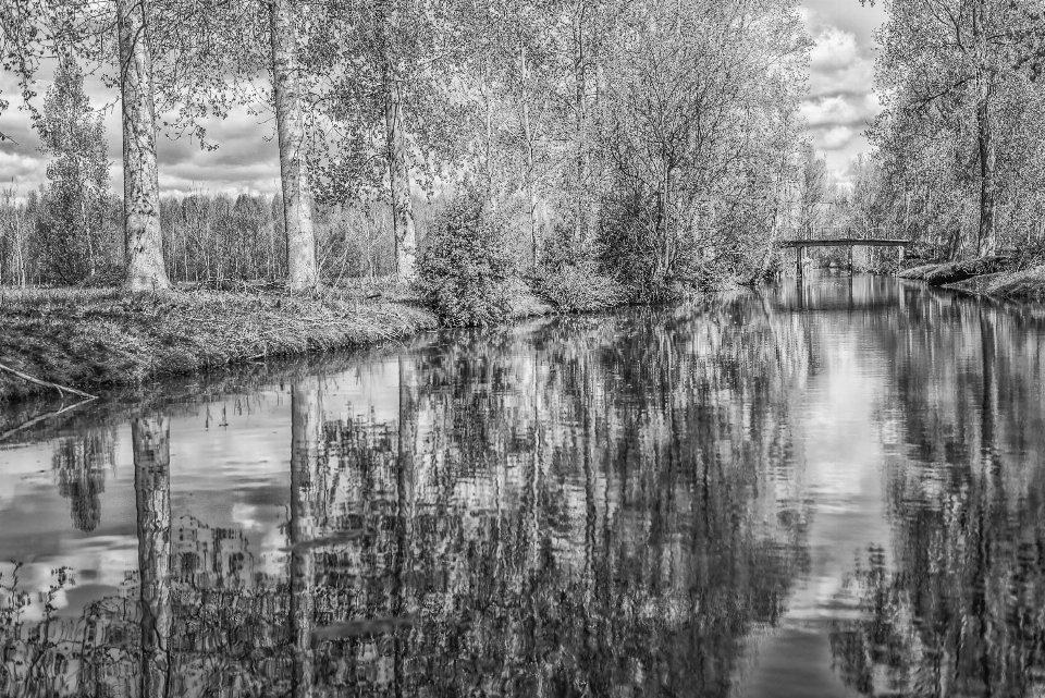 Paesaggio albero acqua natura