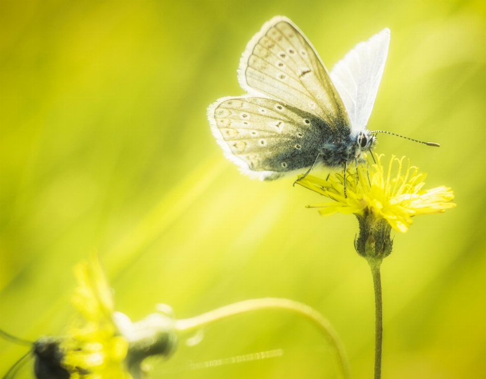 Natura ala pianta fotografia