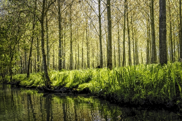 Foto Paesaggio albero natura foresta