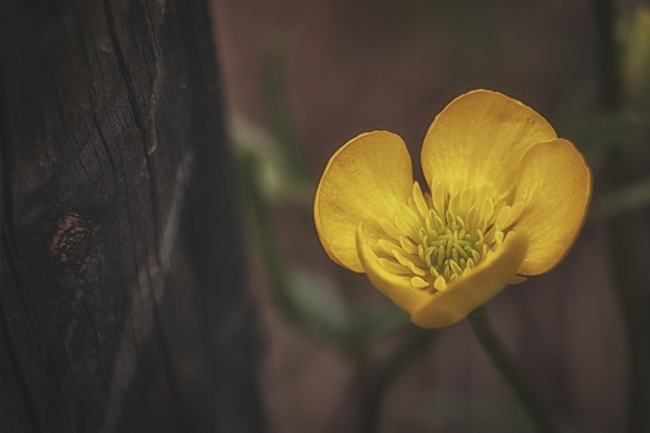 Nature blossom light plant Photo