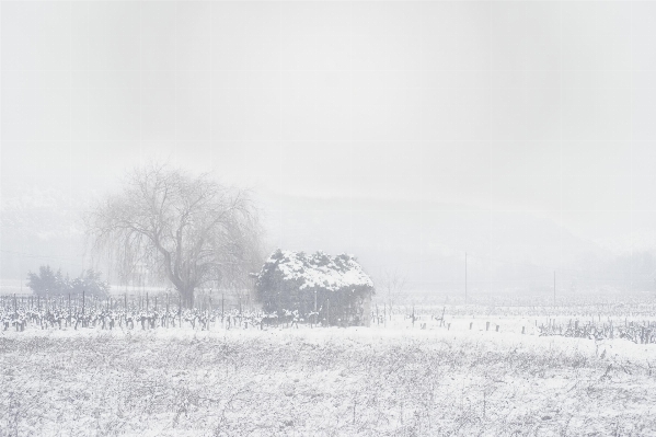 Foto Nevicare inverno bianco e nero
 nebbia