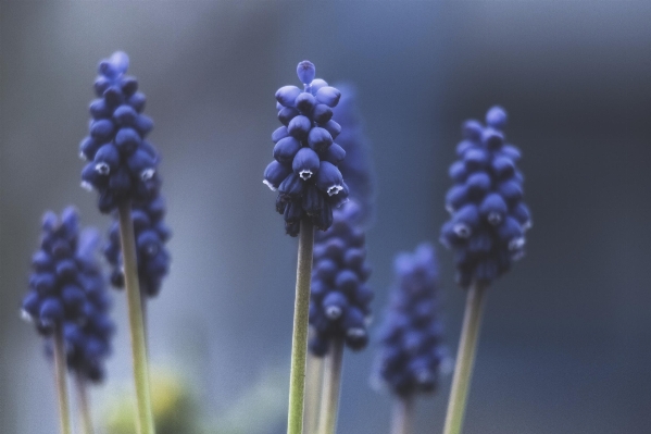 Nature blossom light plant Photo