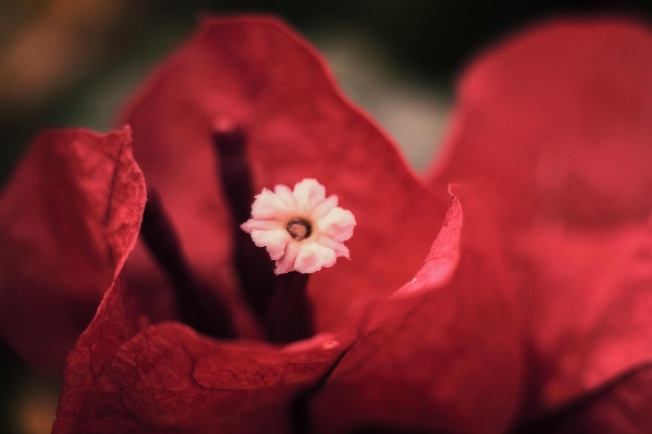 Nature blossom light plant Photo